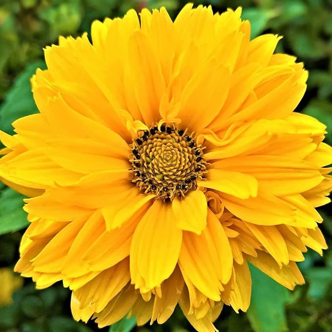 False Sunflower Seeds (Heliopsis Helianthoides) - Hardy Perennial, Heat & Drought Tolerant Blooms organicindiaseeds