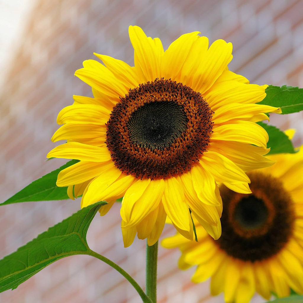 Sunflower Seeds – Tall Growing Variety for Vibrant Garden Blooms organicindiaseeds