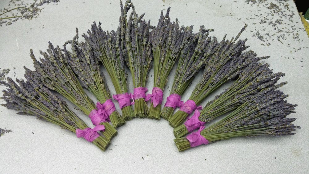 Dried Lavender Bundles 8-10 inch Small Pack of 10 Home Decor Findlavender.com