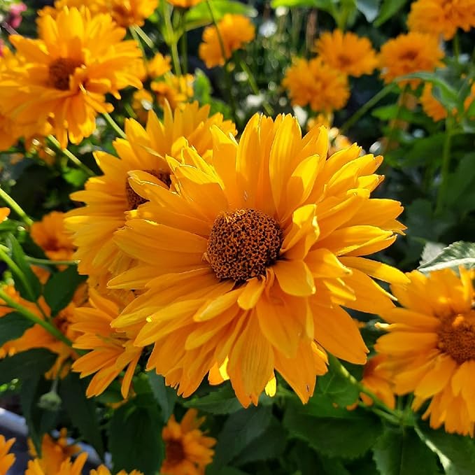 False Sunflower Seeds (Heliopsis Helianthoides) - Hardy Perennial, Heat & Drought Tolerant Blooms organicindiaseeds