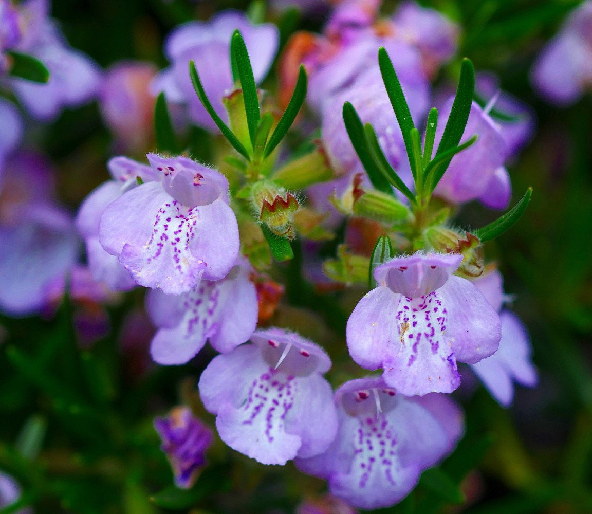 Arp Rosemary Live Herb Plant for Garden Growing Findlavender.com