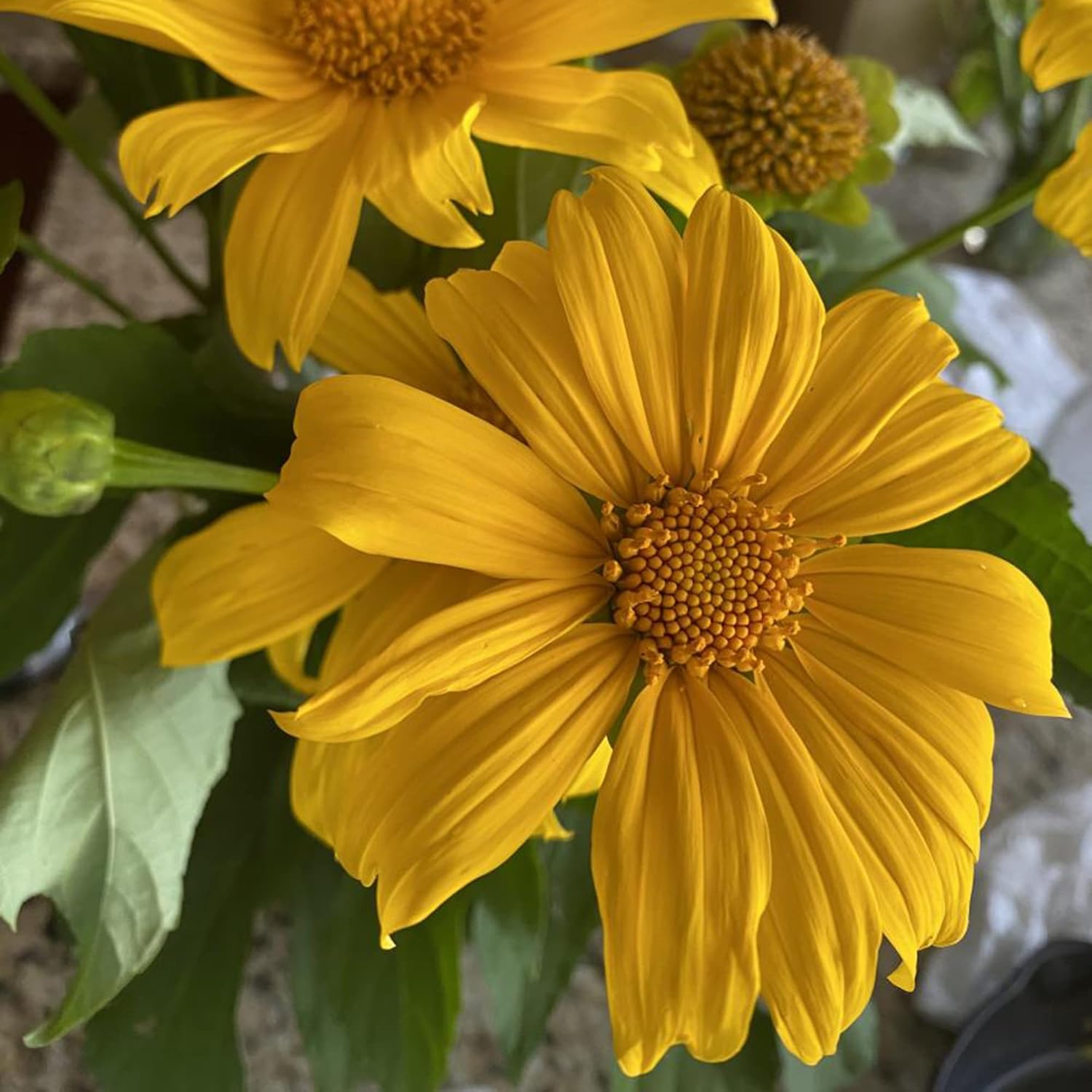 Yellow Mexican Sunflower Seeds, Tithonia Diversifolia, Perennial Flower Seeds to Attract Bees and Butterflies, Ideal for Ornamental Gardens, Beds, Patios organicindiaseeds