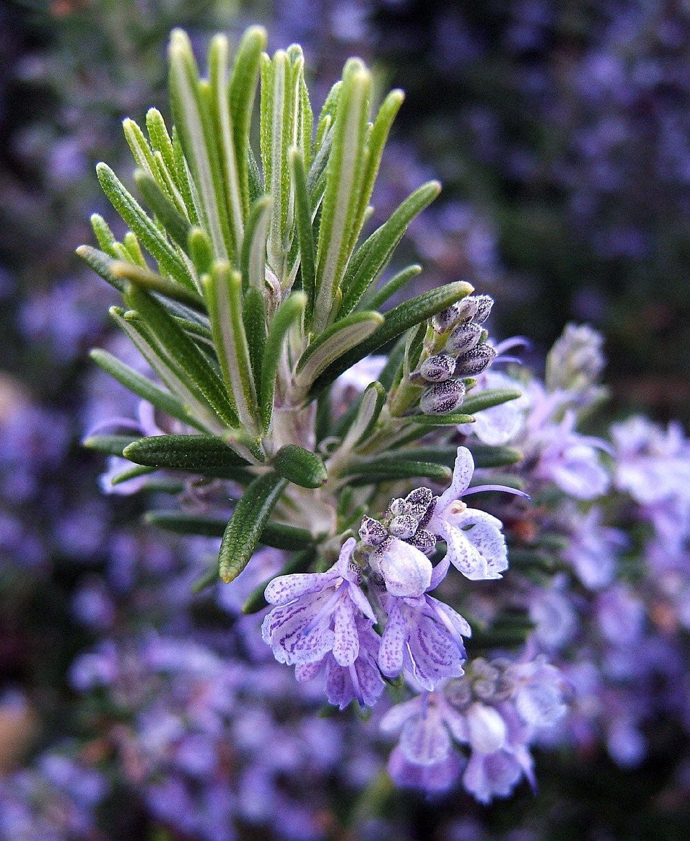 Arp Rosemary Live Herb Plant for Garden Growing Findlavender.com