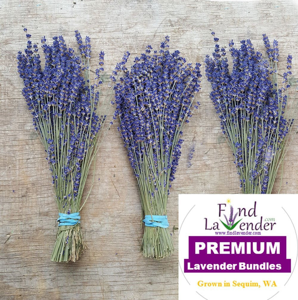 Culinary Lavender Bundles - 14" - 18" Long Findlavender.com