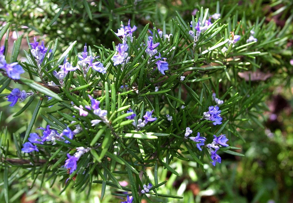 Arp Rosemary Live Herb Plant for Garden Growing Findlavender.com