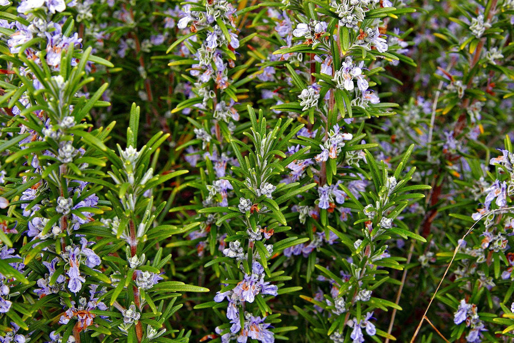 Arp Rosemary Live Herb Plant for Garden Growing Findlavender.com