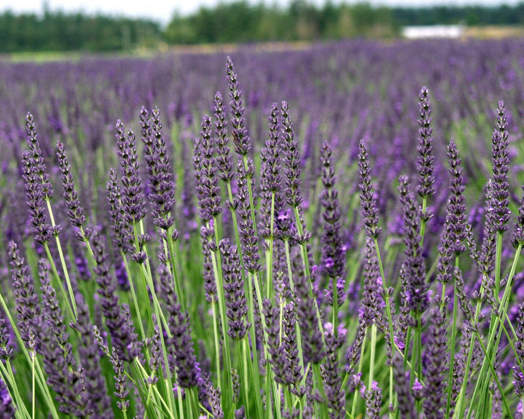 Lavender Plant Grosso 2.5QT Size Pots Findlavender.com