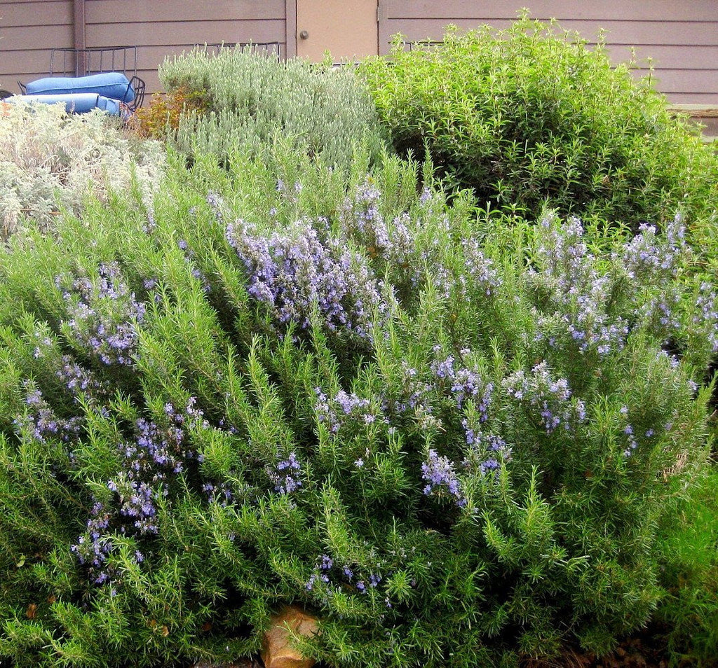 Arp Rosemary Live Herb Plant for Garden Growing Findlavender.com