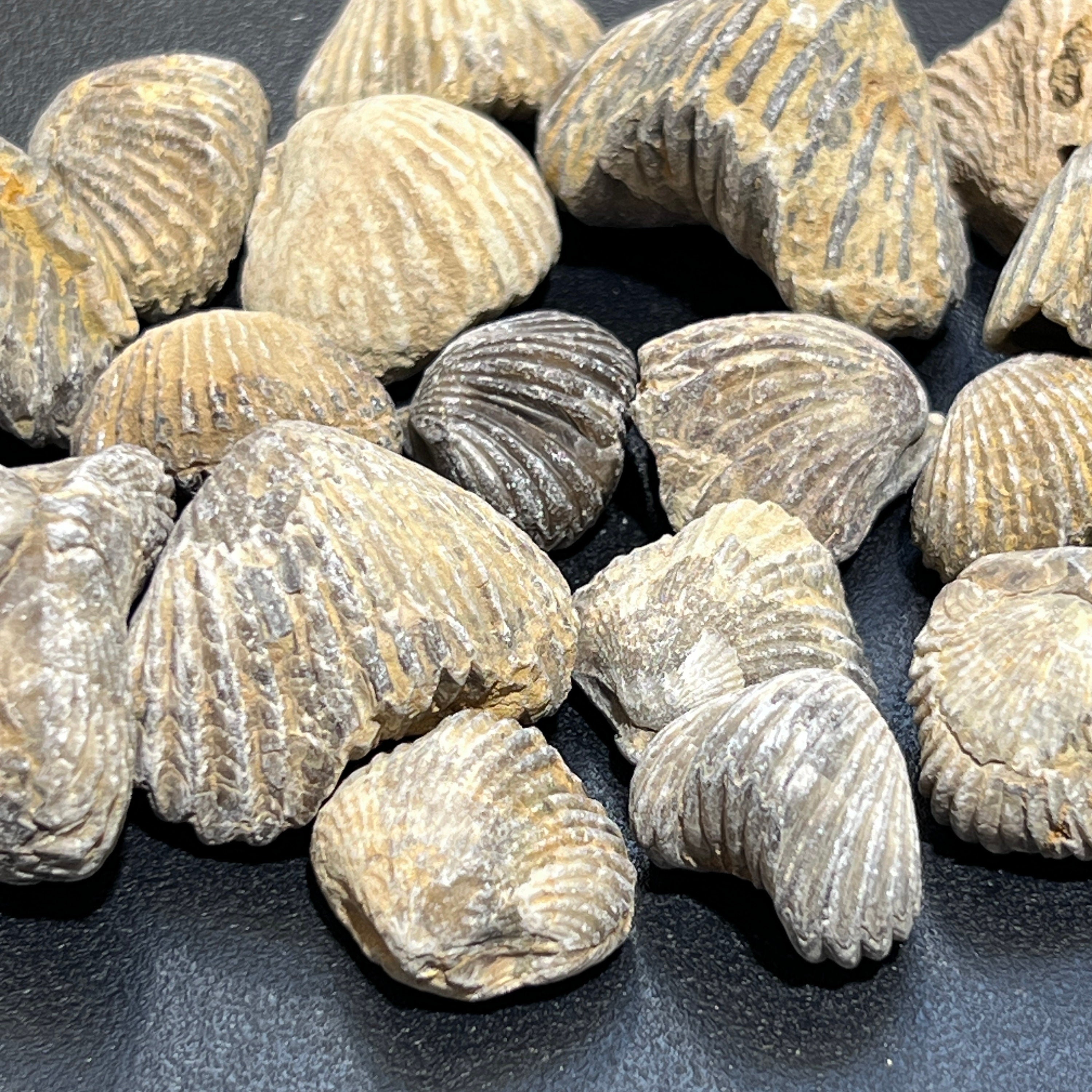 Brachiopod Shell Fossils Collection Bulk Wholesale Lot Fossil Carving From Morocco Amazing Crystals