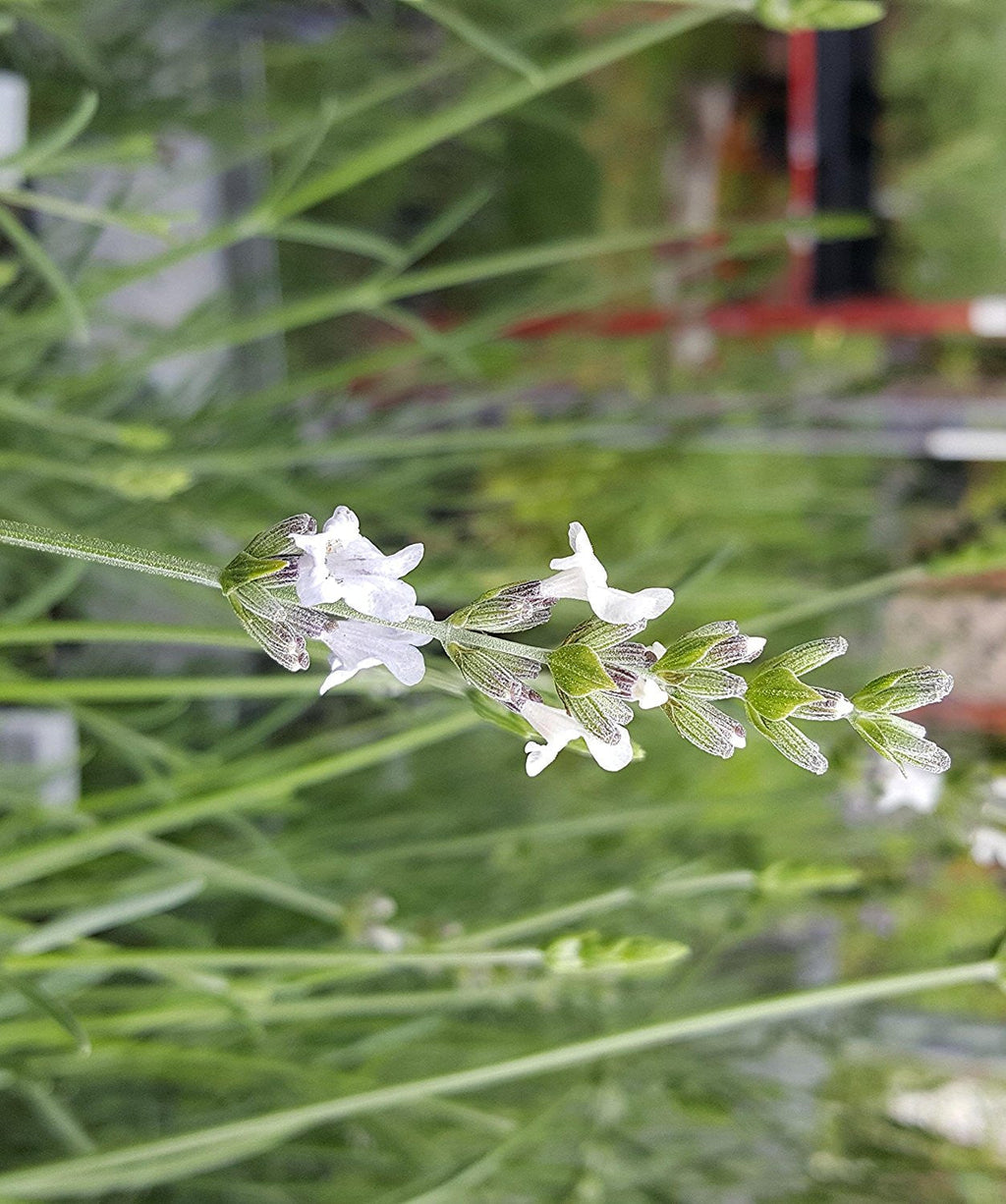 Live Alba Lavender Plant (Lavandula angustifolia) Findlavender.com