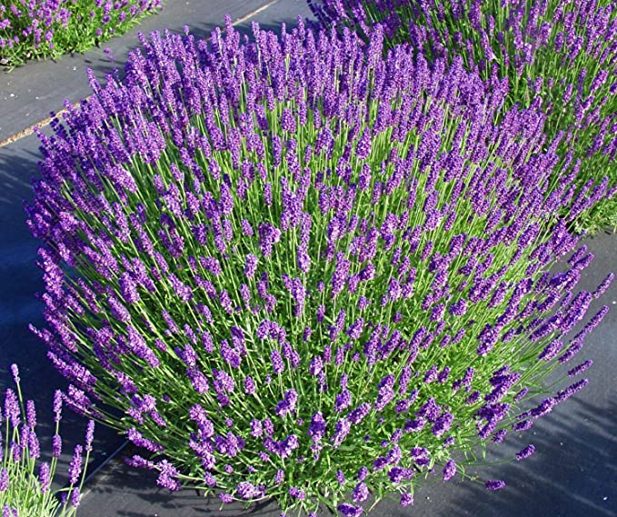Live Hidcote Lavender Plant (Lavandula angustifolia) Findlavender.com