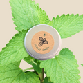 Catnip Seeds Plantflix