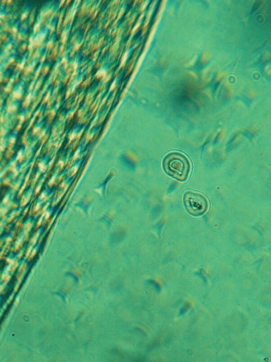 AHA Peeling Concentrate – Natural Exfoliant | BYMANYC ® New York BYMANYC ® New York