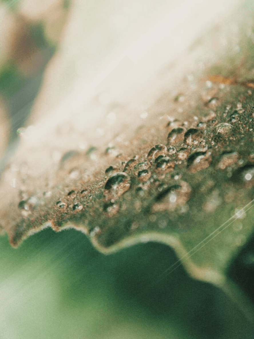 AHA Peeling Concentrate – Natural Exfoliant | BYMANYC ® New York BYMANYC ® New York