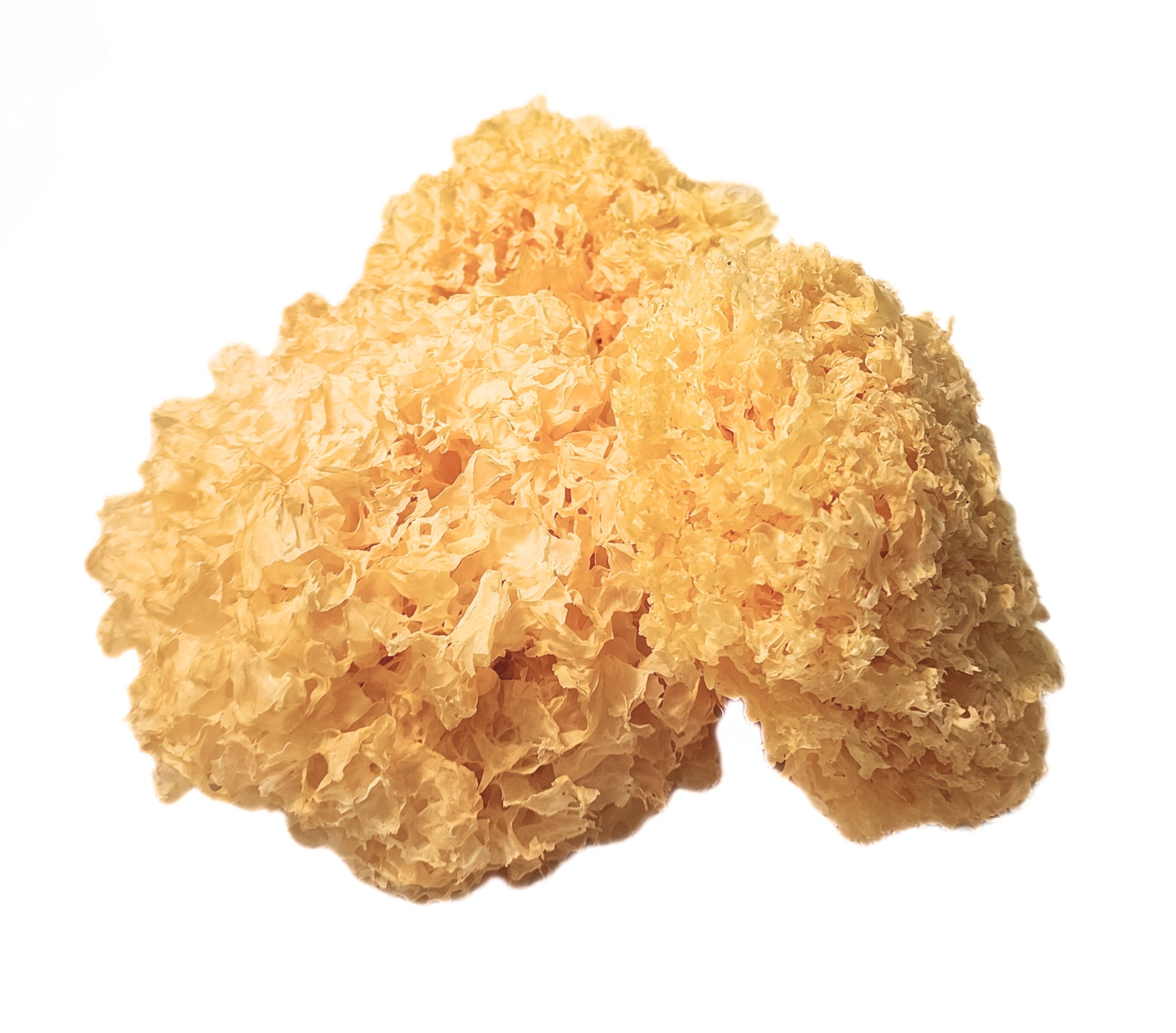 Tremella (Whole Mushroom) (Snow Ear Mushroom) - Tremella fuciformis - Bai Mu Er / Yin Er - ND Grade Clear Source Herbs