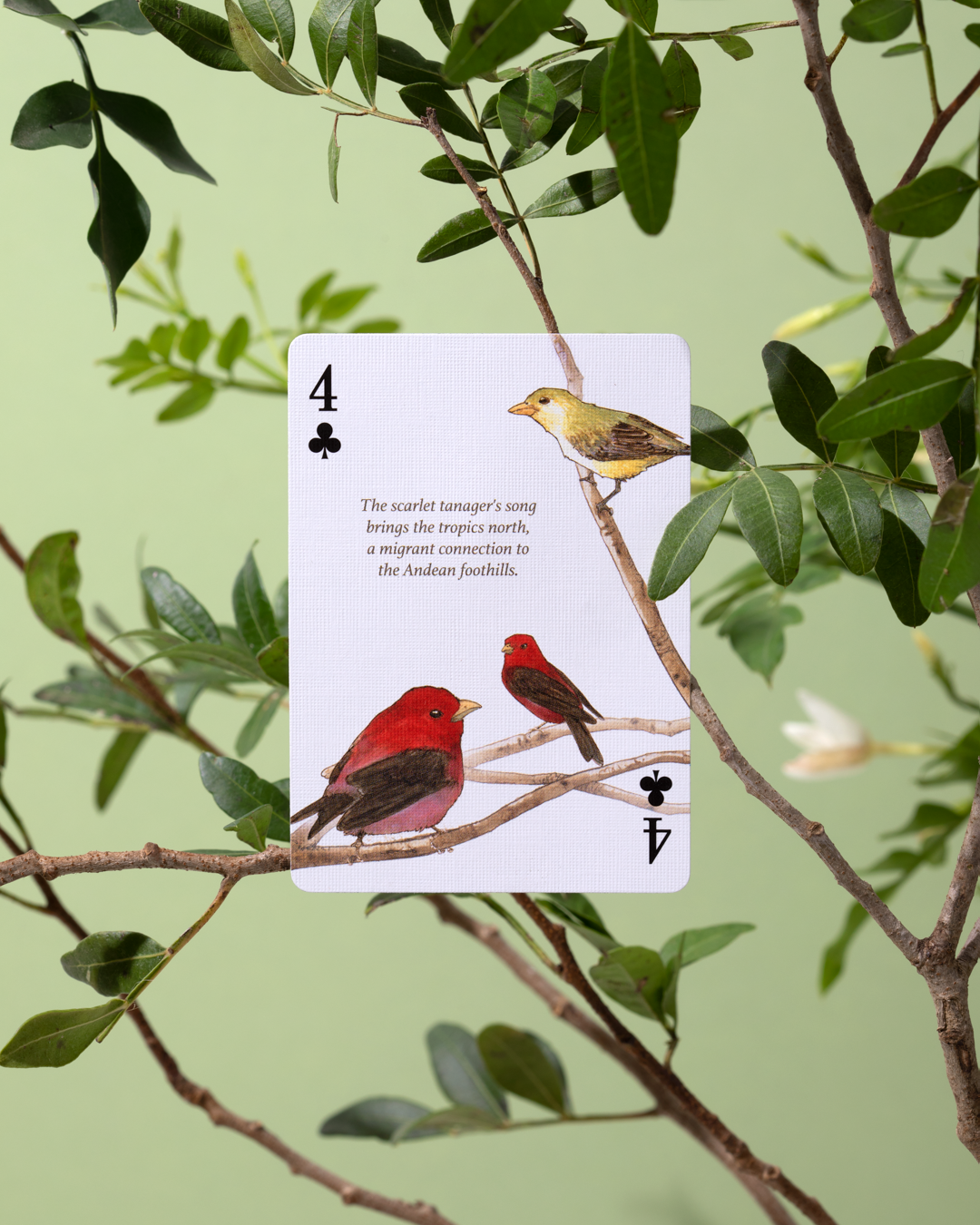 Eastern Forest Playing Cards Art of Play