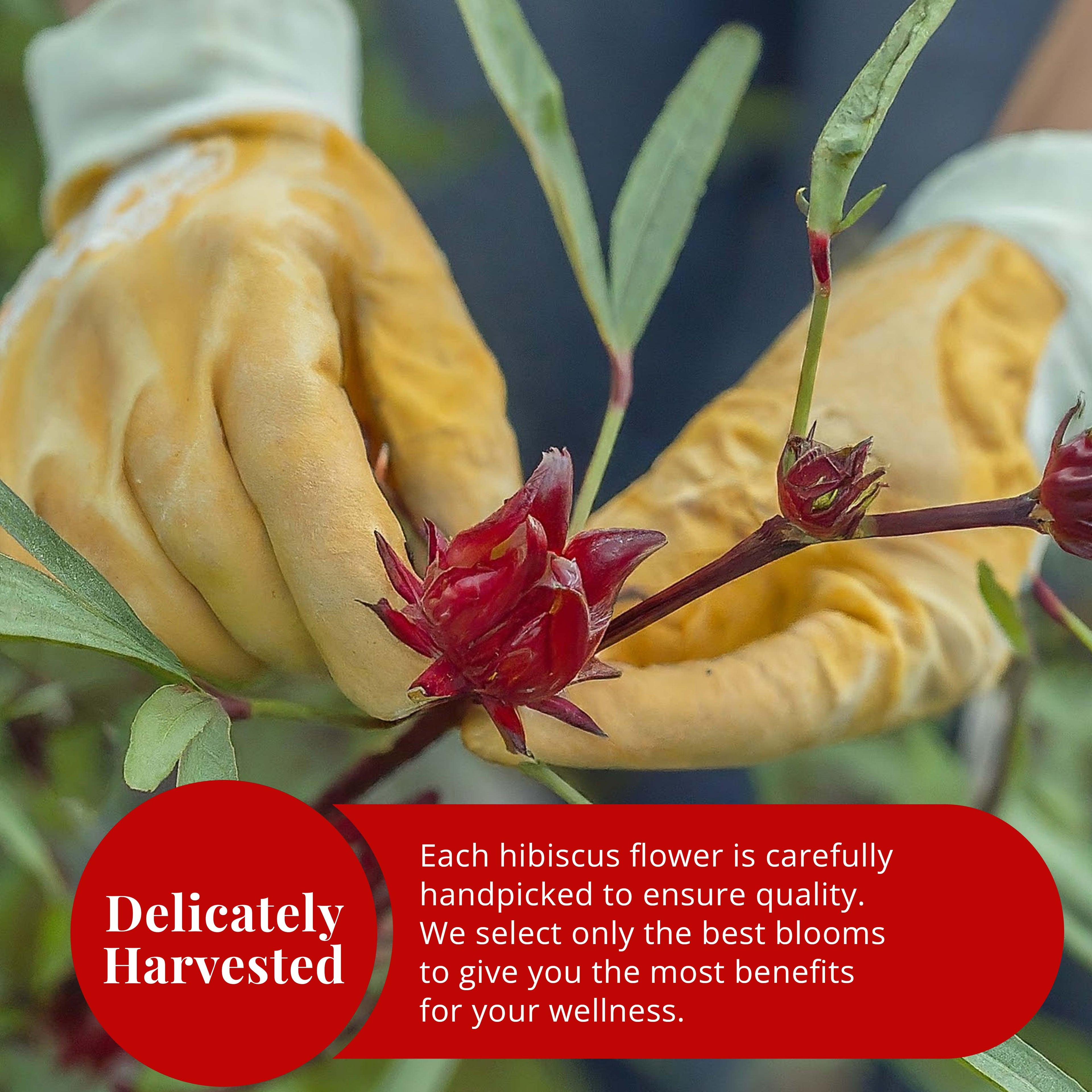Akshit Hibiscus Flowers 5 oz  Herbal Tea | Flor de Jamaica tea | Dried Hibiscus | Loose Leaf Tea | Caffeine-Free | Vegan Friendly | Fleurs d'hibiscus bio Akshit Akshit