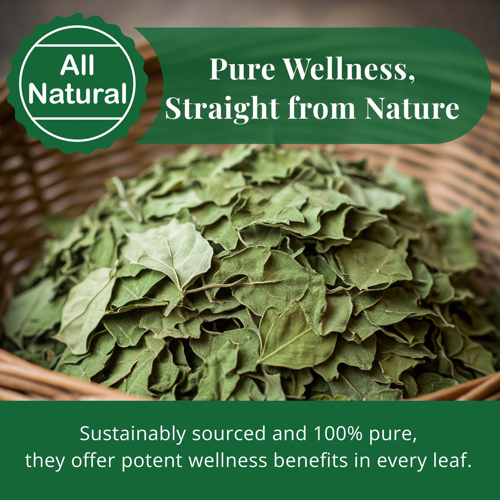 Akshit Moringa (Oleifera) Tea Leaves – Herbal Tea, 100% Natural Moringa Leaves, Boosts Energy & Immunity - 2.6 oz Akshit