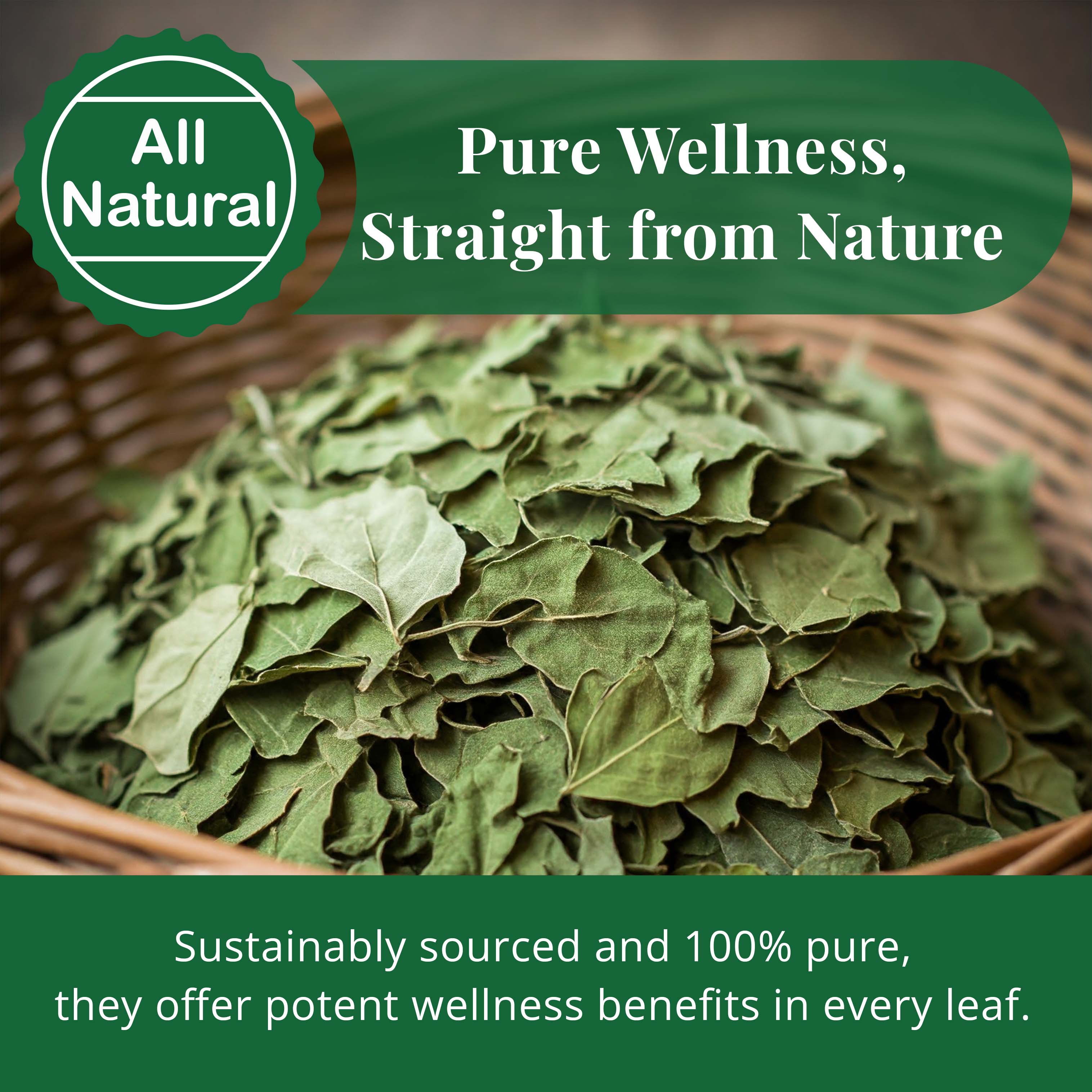 Akshit Moringa (Oleifera) Tea Leaves – Herbal Tea, 100% Natural Moringa Leaves, Boosts Energy & Immunity - 2.6 oz Akshit