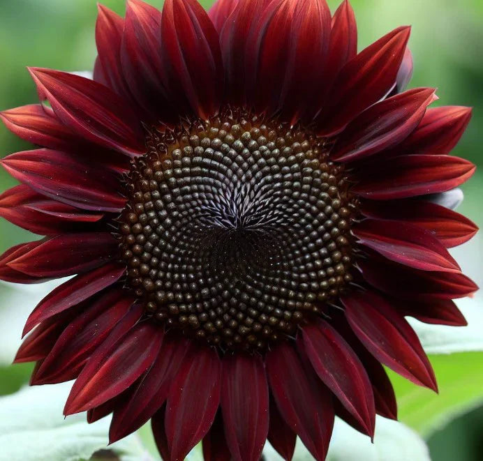 Chocolate Brown Sunflower Seeds – Deep, Velvety Blooms for Unique Gardens organicindiaseeds