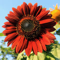 Moulin Rouge Sunflower Seeds – Deep Red Velvet Blooms for Gardens & Bouquets organicindiaseeds