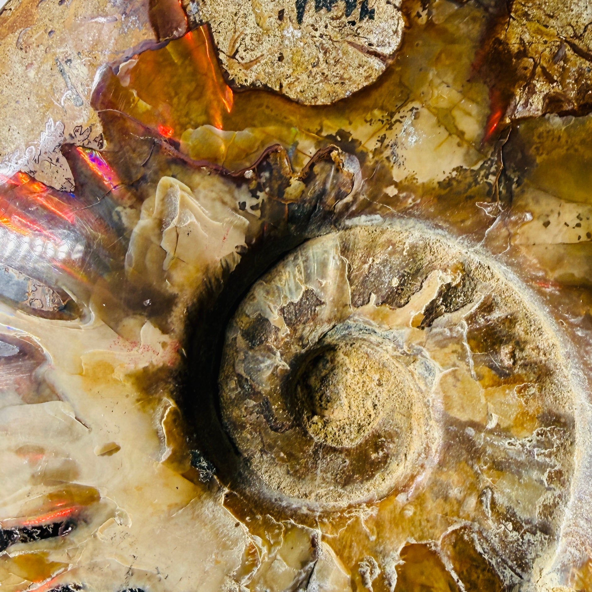 Polished Ammonite Fossils – Sold by the Pound KREATEUR MIAMI