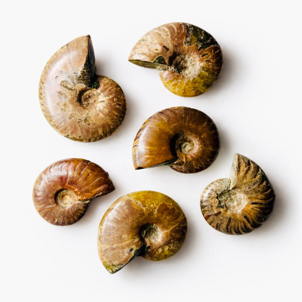 Polished Ammonite Fossils – Sold by the Pound KREATEUR MIAMI