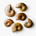 Polished Ammonite Fossils – Sold by the Pound KREATEUR MIAMI