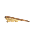 11" Wooden Musical Iguana Percussion Instrument Music Frog Co