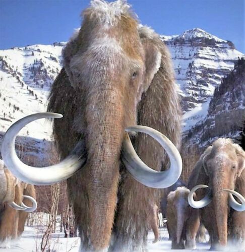 2g Woolly Mammoth Hair Large Real Fossil Fur Sample Tuft Clump rocksolidfossils