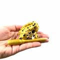 1.5" Wooden Musical Frog - Egyptian Golden Design (Percussion Instrument) Music Frog Co