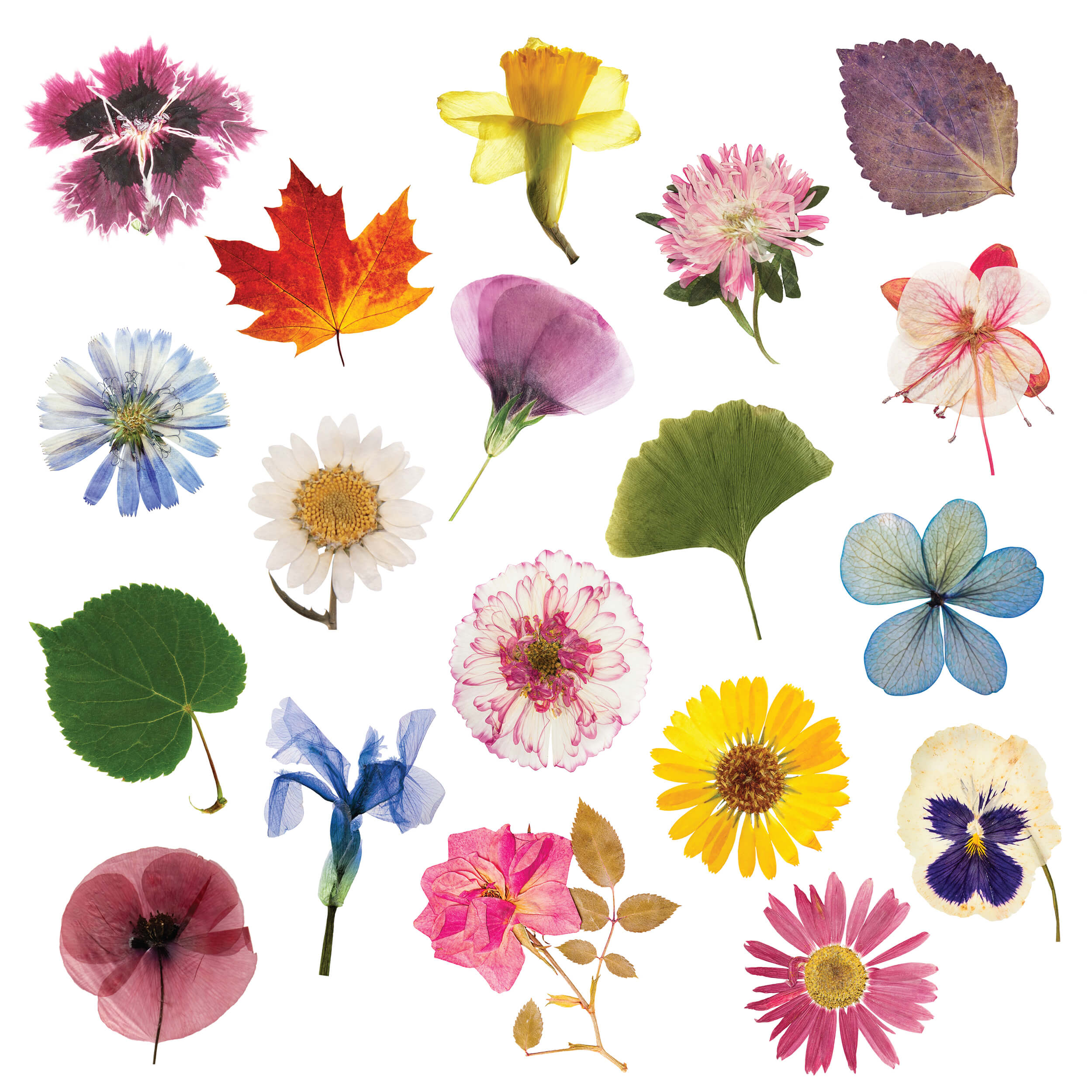 Flower Press DIY – Includes All Parts elseware unplug