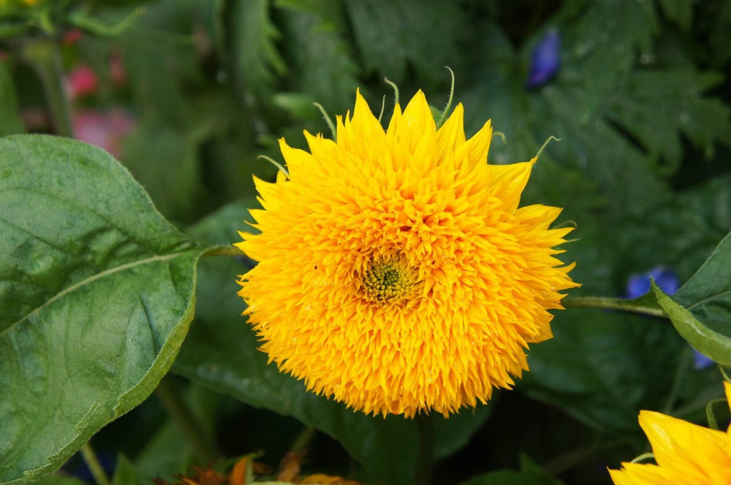 Teddy Bear Sunflower Seeds – Fluffy, Double-Petaled Blooms for Gardens & Bouquets organicindiaseeds