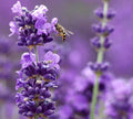 Live Munstead Lavender Plant (Lavandula angustifolia) Findlavender.com
