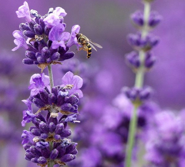 Live Munstead Lavender Plant (Lavandula angustifolia) Findlavender.com