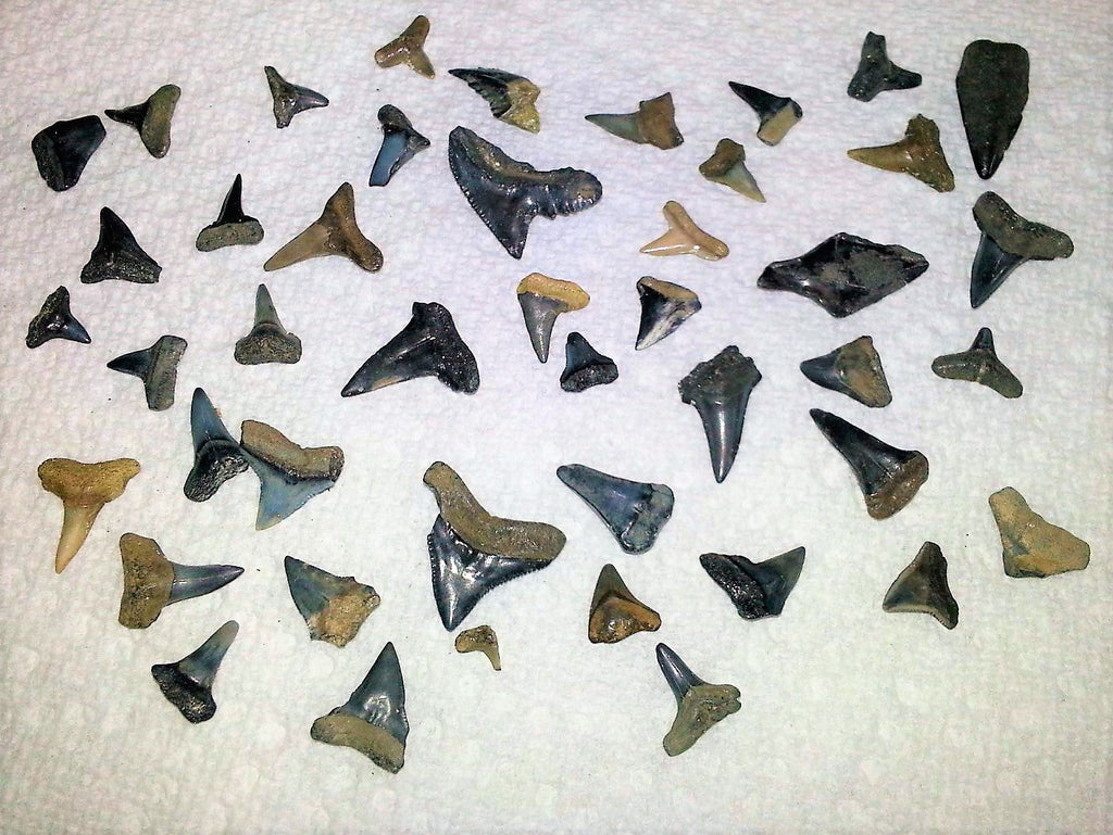 Shark Tooth Trinket Lot of 100 Partial Teeth Bull, Hammerhead, Sand, Mako rocksolidfossils