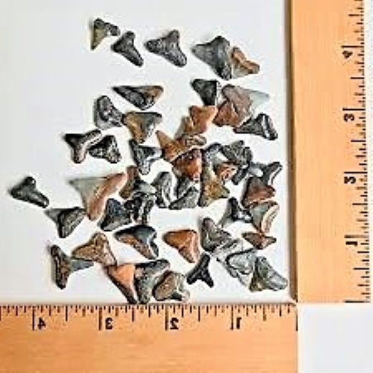 Shark Tooth Wholesale Lot of 25 Partial Teeth Bull, Hammerhead, Lemon, Mako rocksolidfossils