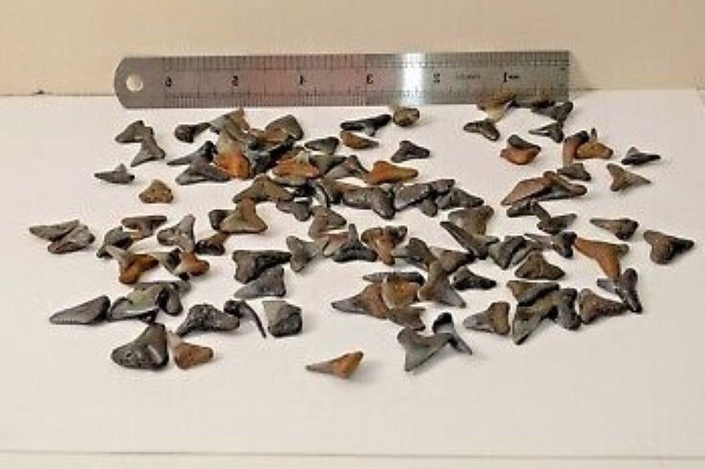Shark Tooth Wholesale Lot of 25 Partial Teeth Bull, Hammerhead, Lemon, Mako rocksolidfossils