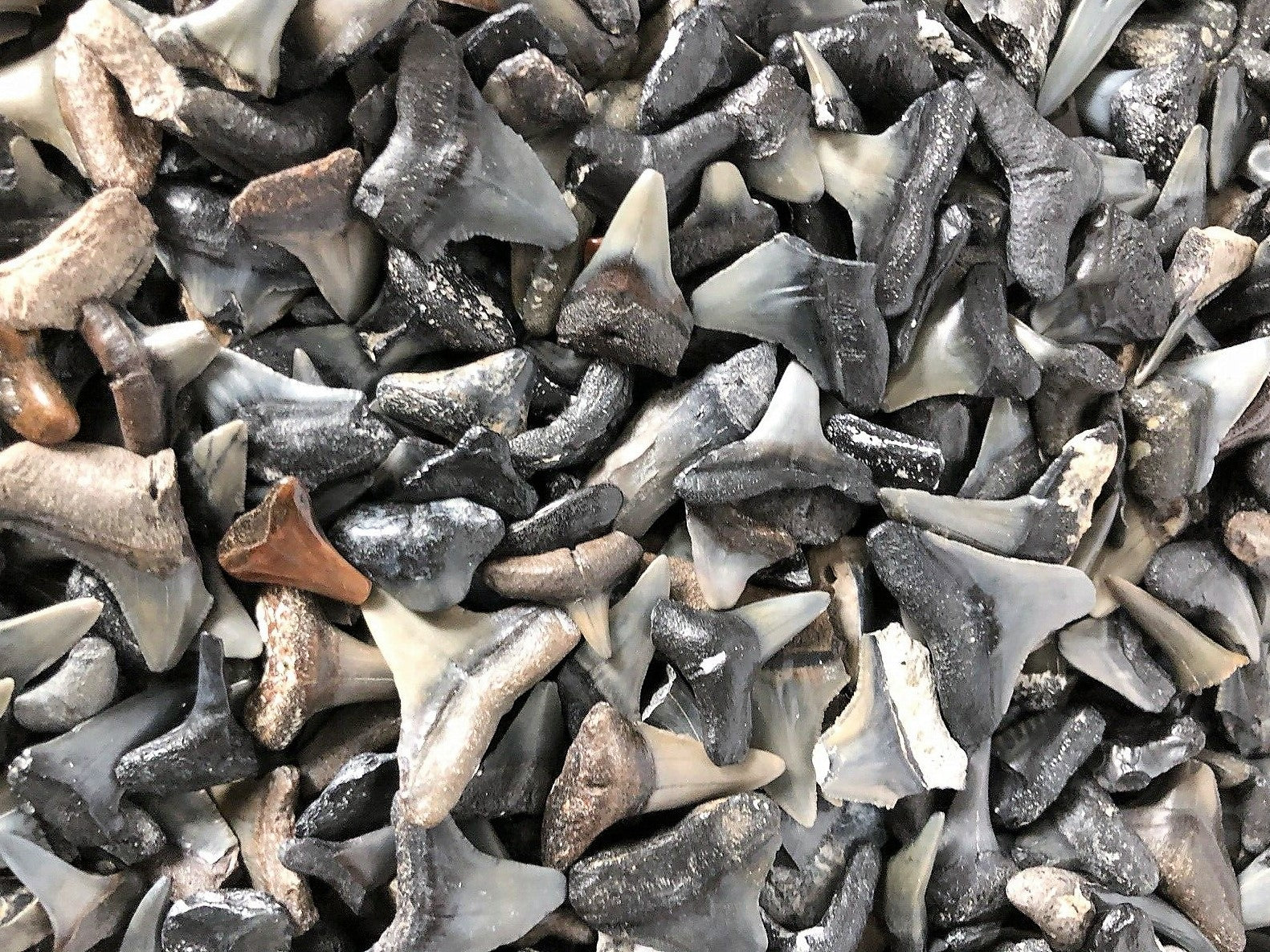 Shark Tooth Trinket Lot of 100 Partial Teeth Bull, Hammerhead, Sand, Mako rocksolidfossils