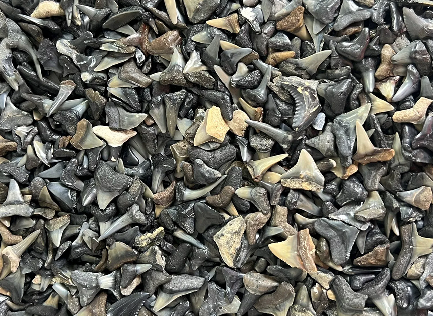 Shark Tooth Trinket Lot of 100 Partial Teeth Bull, Hammerhead, Sand, Mako rocksolidfossils