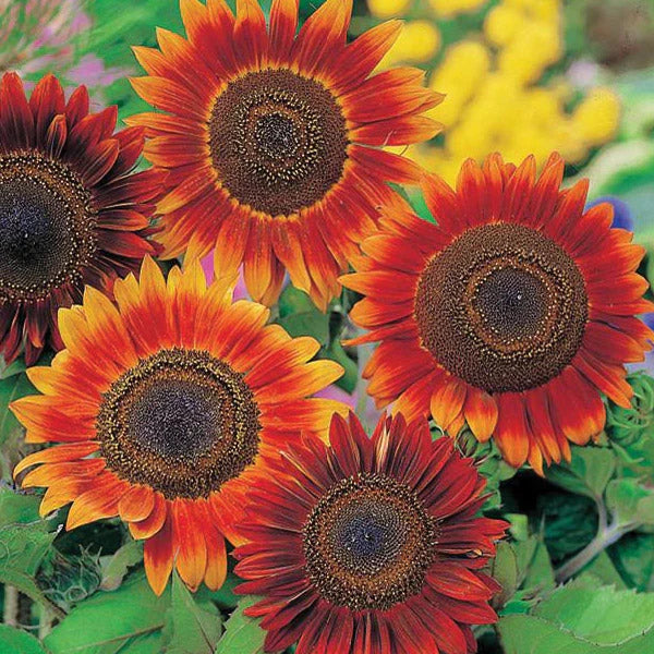 Bronze Sunflower Seeds – Warm, Coppery Blooms for Gardens & Landscapes organicindiaseeds