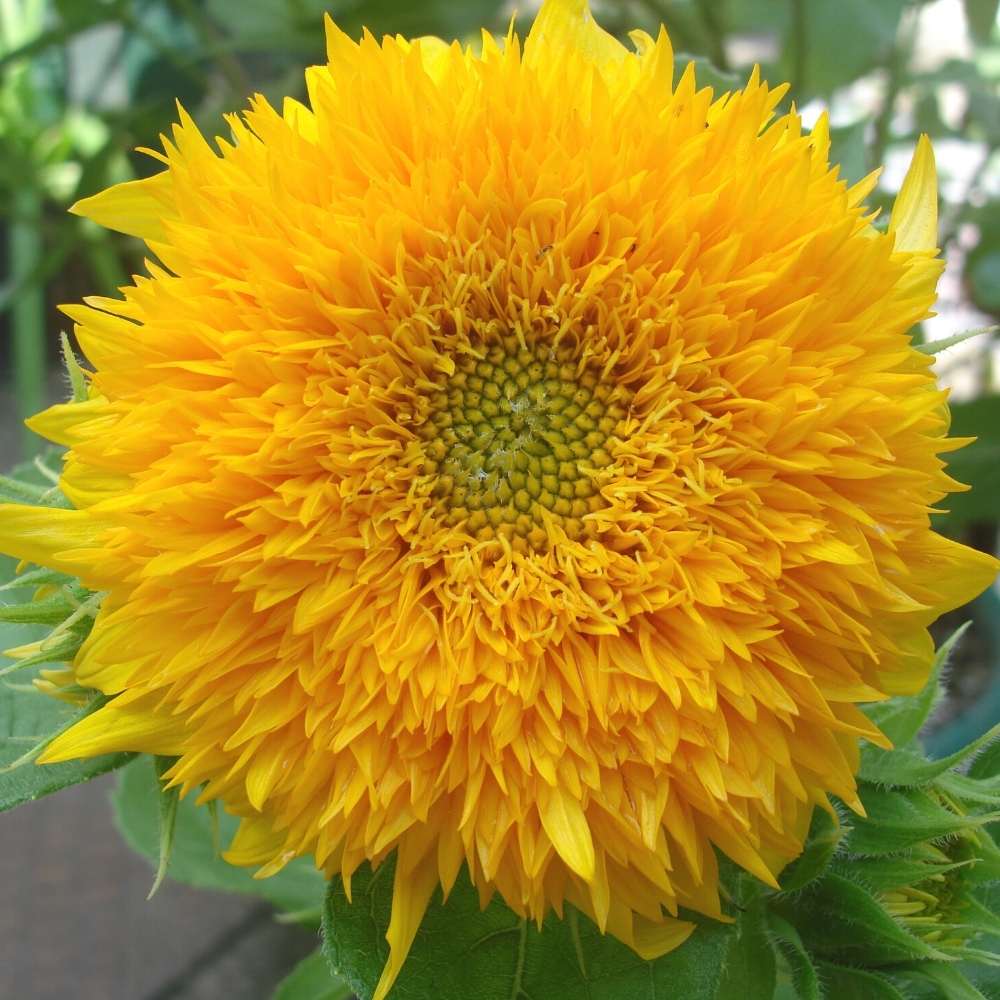 Teddy Bear Sunflower Seeds – Fluffy, Double-Petaled Blooms for Gardens & Bouquets organicindiaseeds
