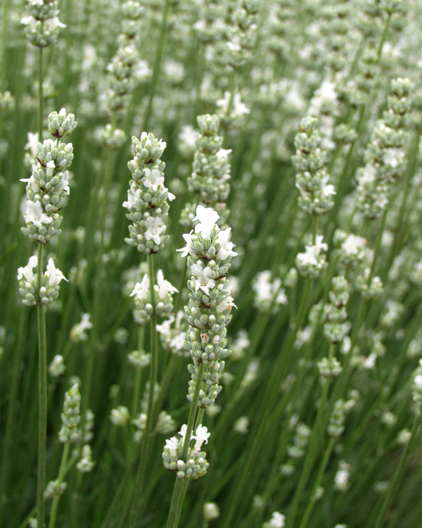 Live Alba Lavender Plant (Lavandula angustifolia) Findlavender.com