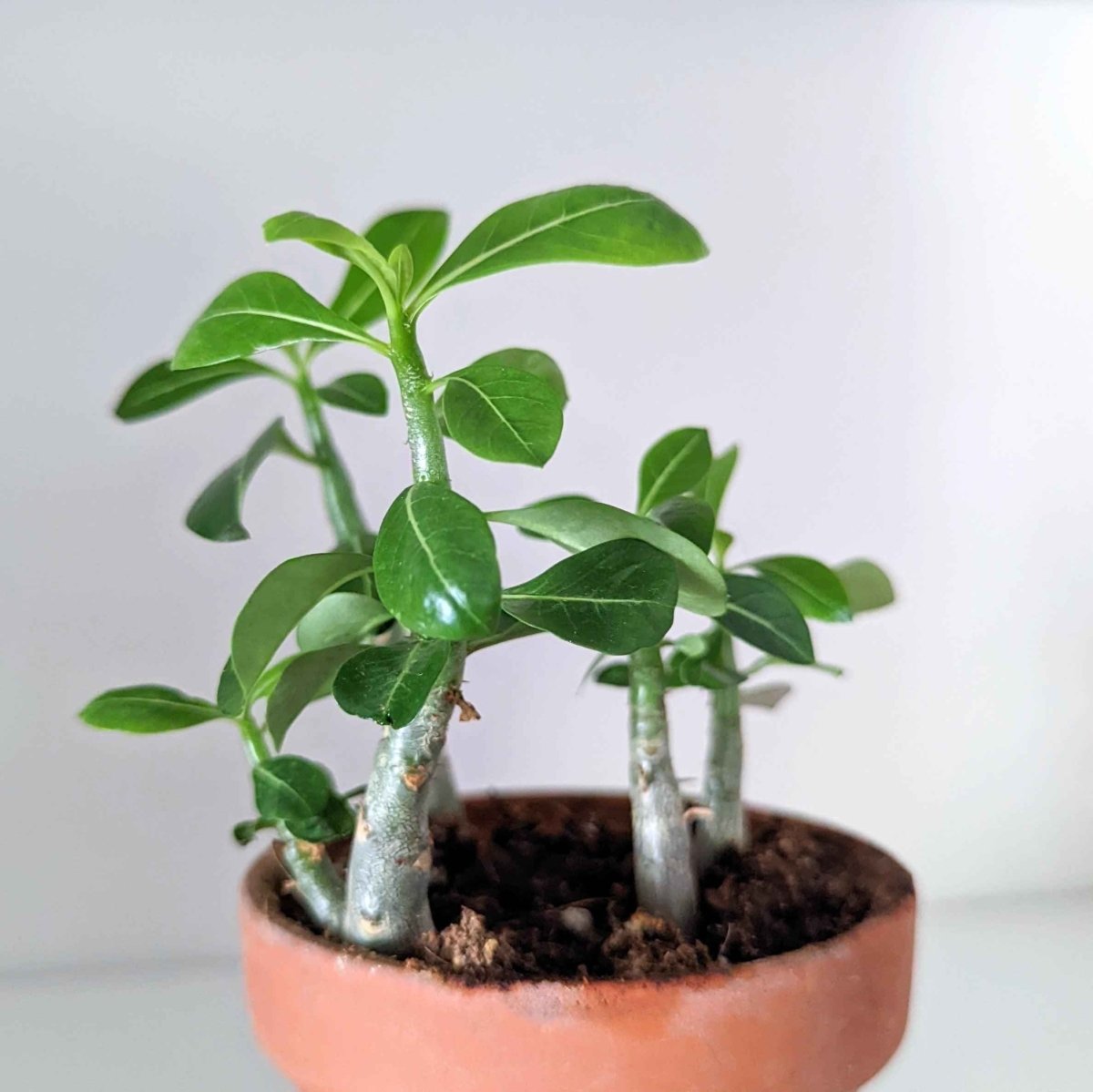 Adenium Obesum 'Desert Rose' Seeds Plantflix