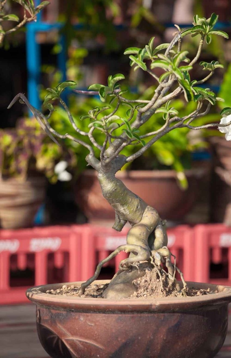 Adenium Obesum 'Desert Rose' Seeds Plantflix