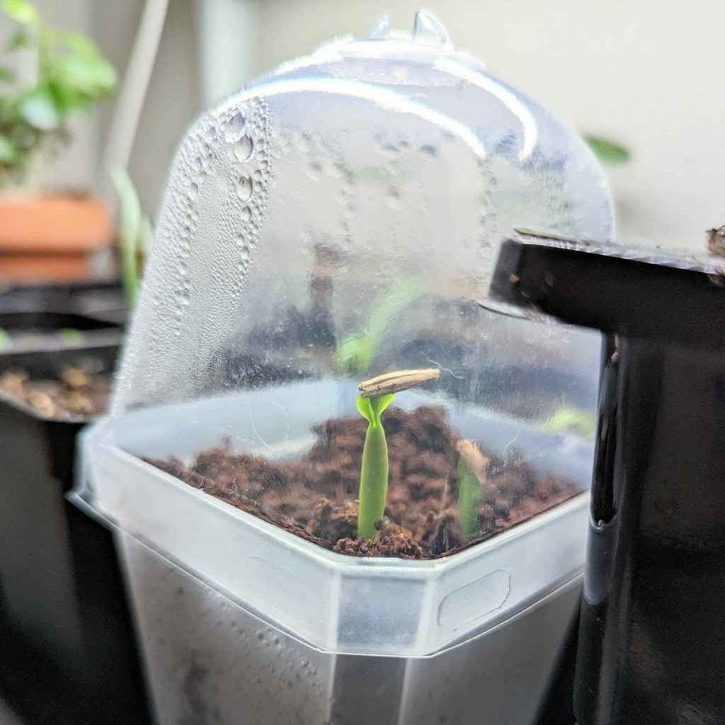 Adenium Obesum 'Desert Rose' Seeds Plantflix