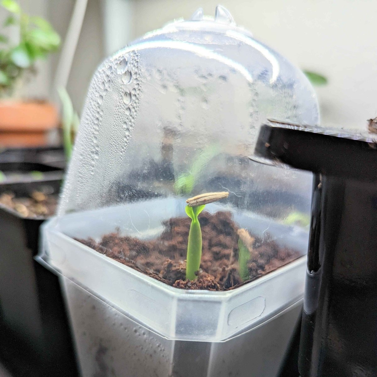 Adenium Obesum 'Desert Rose' Seeds Plantflix