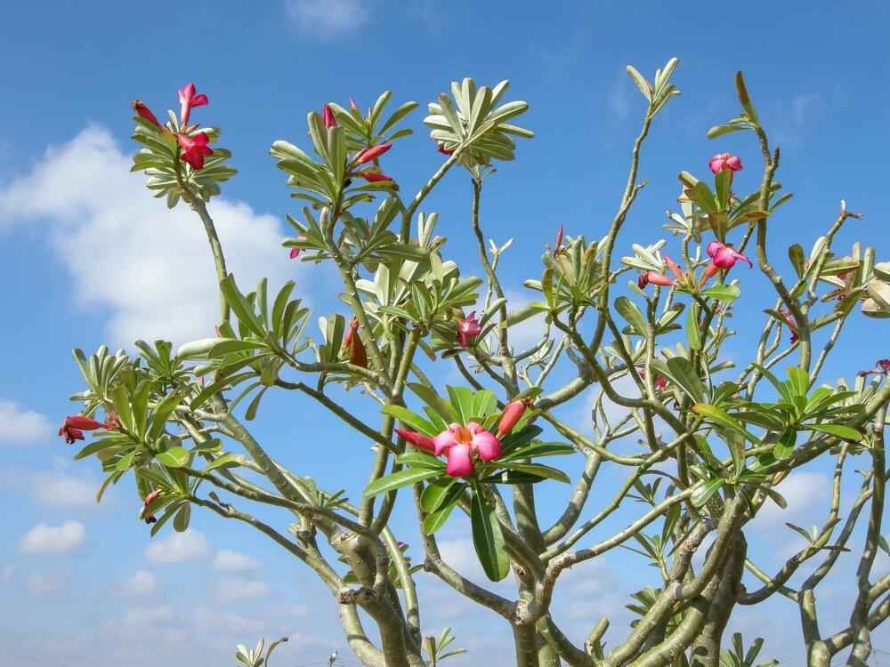Adenium Obesum 'Desert Rose' Seeds Plantflix
