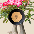 Adenium Obesum 'Desert Rose' Seeds Plantflix
