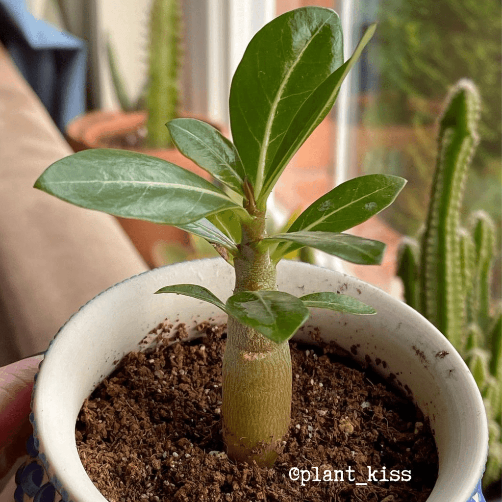Adenium Obesum 'Desert Rose' Seeds Plantflix